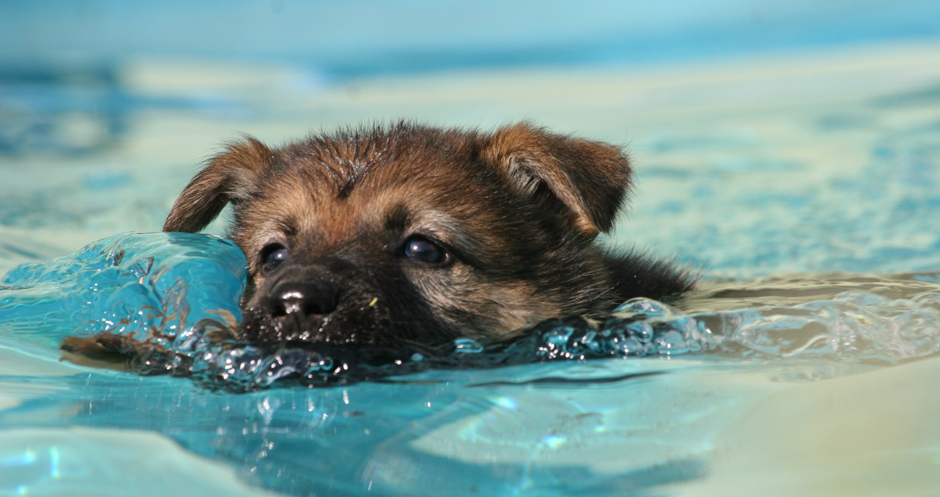 Hund Wasser baby kl